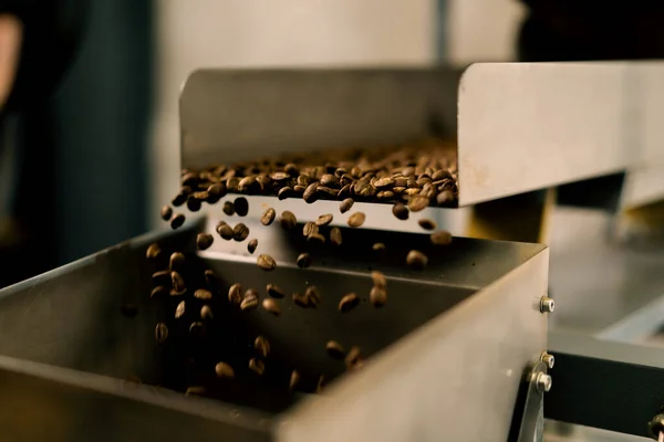 Coffee beans are pushed onto the conveyor of an industrial shaker Brown bean fall for packing Coffee industry