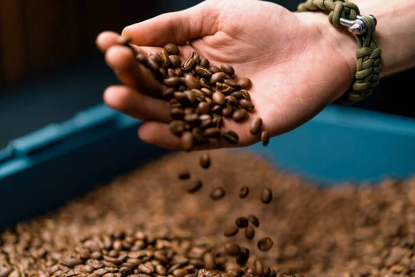 worker holding coffee beans in his hands checks the quality of coffee after it has been roasted in coffee machine