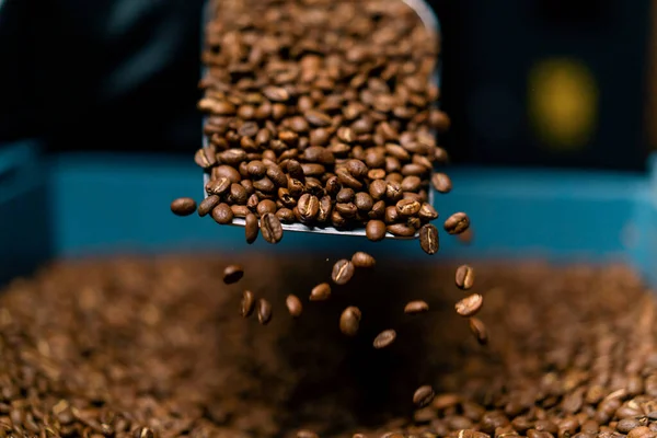 Een Fabrieksarbeider Verzamelt Vers Gebrande Aromatische Koffiebonen Met Spatel Koop — Stockfoto