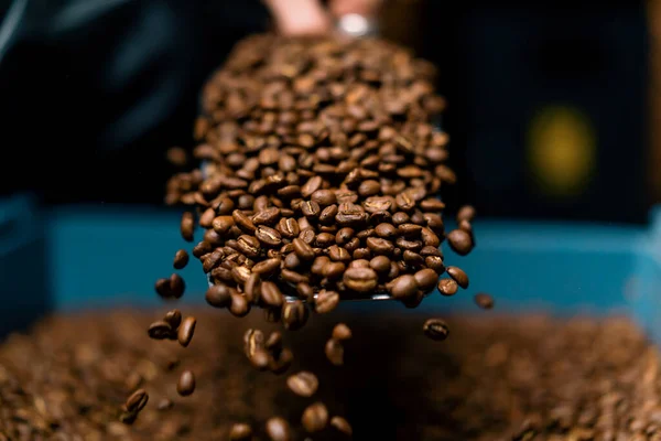 Een Fabrieksarbeider Verzamelt Vers Gebrande Aromatische Koffiebonen Met Spatel Koop — Stockfoto