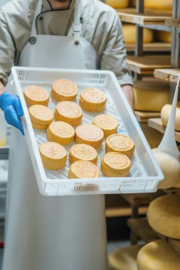 Peynir üreticisi süt çiftliği deposunda taze peynir tutuyor. Süt ürünleri üretimi başarılı tarım işi.