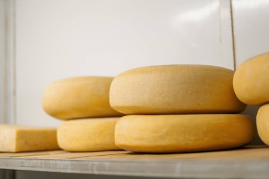 Peynir olgunlaştırıcı ambardaki ahşap raflarda peynir kafalar. Üretim kavramı hariç lezzetli peynirler.