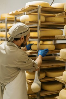 Peynir üreticisi üniformalı adam depoda ahşap raflarda peynir kafalar peynirle dolu