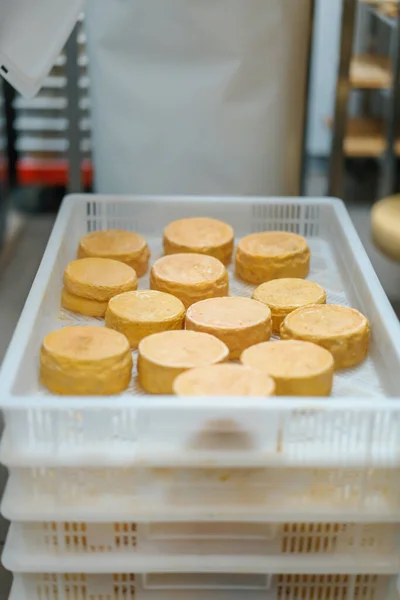 Cheese Heads Cheese Amadurecendo Armazém Conceito Produção Deliciosos Queijos Close — Fotografia de Stock