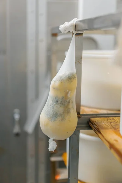 奶酪成熟仓库木制货架上的奶酪头生产美味奶酪的概念 — 图库照片