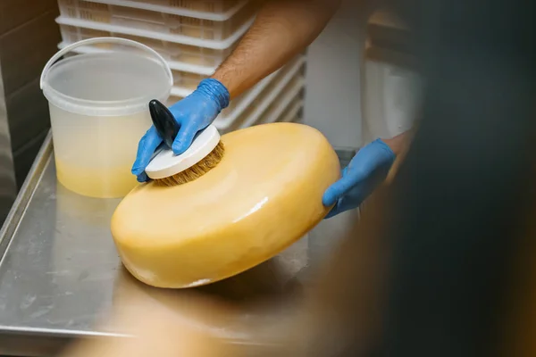 Мужские Руки Перчатках Чистящие Сыр Кистью Складе Молочная Ферма Молочное — стоковое фото
