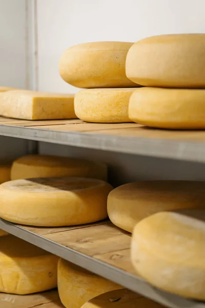 stock image Heads of cheese on wooden shelves in cheese ripening warehouse Concept of production delicious cheeses