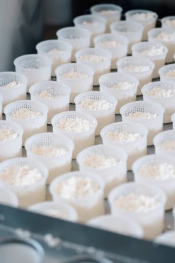 Brie peyniri peyniri üretimi için kalıba dökülmüş taze peynir.