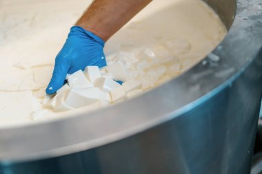 Peynir fabrikasındaki süt karıştırma peynir üreticisi peyniri elle kontrol eder büyük bir tank içinde pastörizasyon peynir üretim peynir fabrikasında