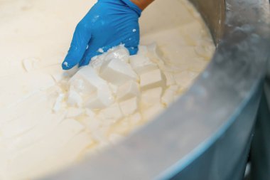 Peynir fabrikasındaki süt karıştırma peynir üreticisi peyniri elle kontrol eder büyük bir tank içinde pastörizasyon peynir üretim peynir fabrikasında