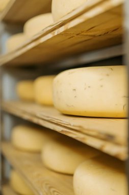 Peynir olgunlaştırıcı ambardaki ahşap raflarda peynir kafalar. Üretim kavramı hariç lezzetli peynirler.