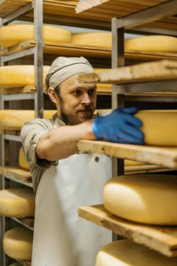 Peynir üreticisinde üniformalı peynir üreticisi ahşap raflarla depoda duruyor peynir kafalar elinde