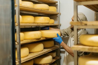 Peynir üreticisinde üniformalı peynir üreticisi ahşap raflarla depoda duruyor peynir kafalar elinde