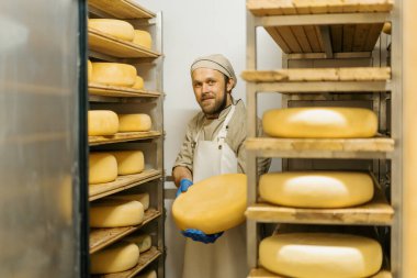 Peynir üreticisinde üniformalı peynir üreticisi ahşap raflarla depoda duruyor peynir kafalar elinde