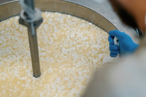 Смешивание Молока Сырном Заводе Сырная Фабрика Проверяет Сыр Вручную Большом — стоковое фото