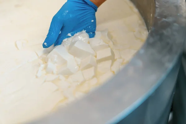 奶酪制造厂的牛奶搅拌机在大型罐体中手工检查奶酪 — 图库照片