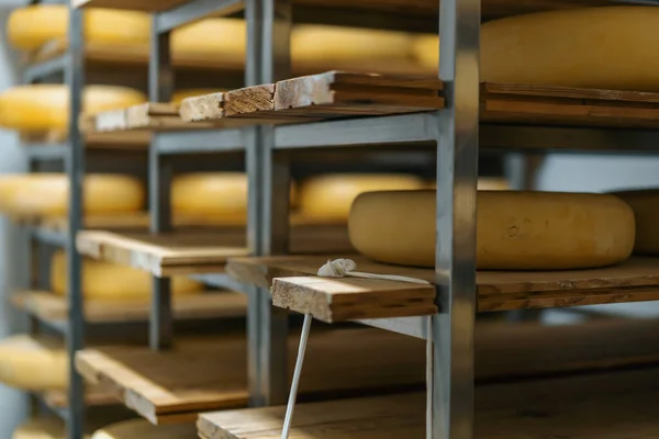 stock image Heads of cheese on wooden shelves in cheese ripening warehouse Concept of production delicious cheeses