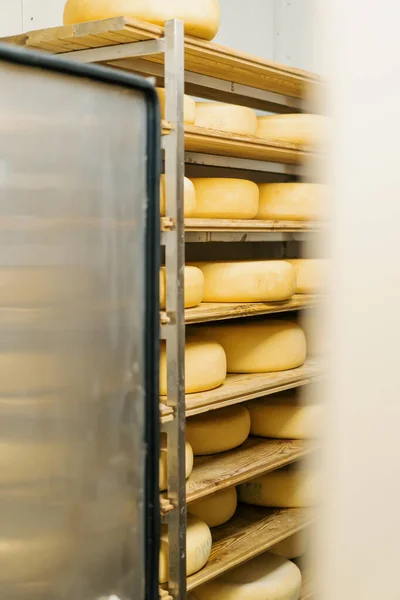 stock image Heads of cheese on wooden shelves in cheese ripening warehouse Concept of production delicious cheeses