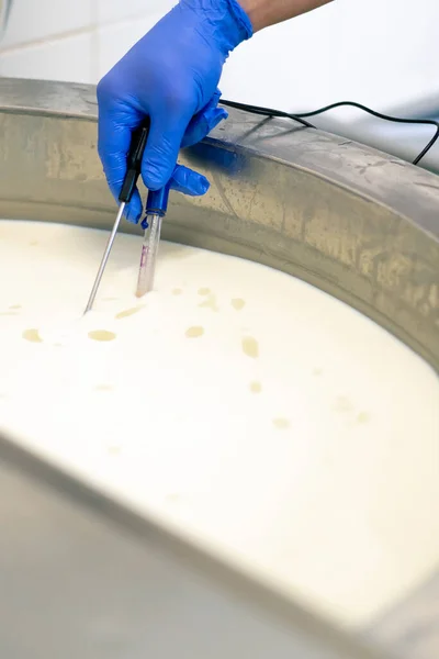 Работник Измеряет Температуру Молока Пастеризованного Чане Сырном Заводе Помощью Профессионального — стоковое фото