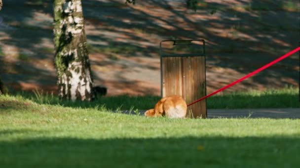 Söt Corgi Hund Promenader Parken Leker Naturen Och Kör Djur — Stockvideo