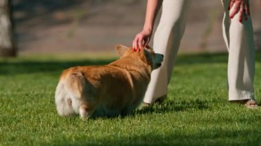 Genç bir kız parkta bir corgi köpeği eğitir köpek sahibine oturmasını emreder ve onu över hayvan doğada yürür.