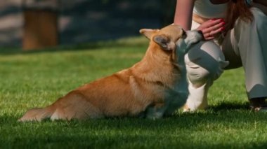 Genç bir kız parkta bir corgi köpeği eğitir köpek sahibine oturmasını emreder ve onu över hayvan doğada yürür.