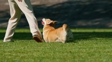Genç bir kız parkta şirin bir Corgi köpeği eğitiyor. Sahibi onunla koşuyor ve yaz yürüyüşünde doğa hayvanlarıyla oynuyor.