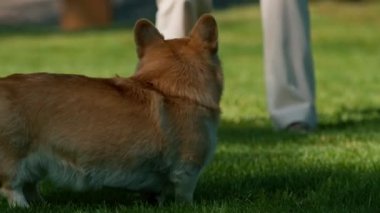 Genç bir kız parkta şirin bir Corgi köpeği eğitiyor. Sahibi onunla koşuyor ve yaz yürüyüşünde doğa hayvanlarıyla oynuyor.