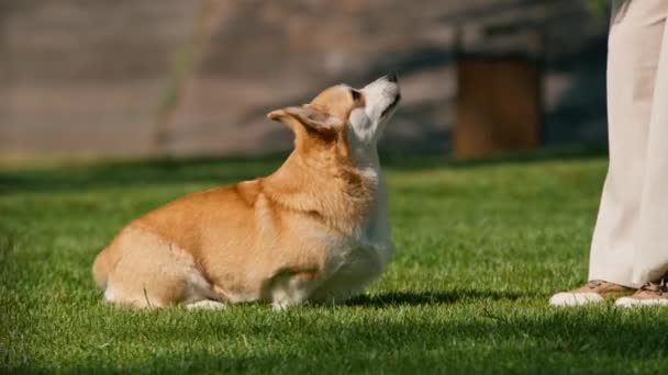 Młoda Dziewczyna Trenuje Corgi Dog Parku Pies Słucha Polecenia Usiąść — Wideo stockowe