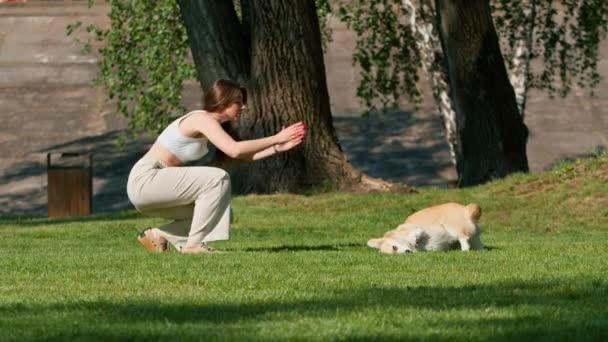 かわいい遊び心のあるふわふわの悪いコルジ犬は夏のオーナーが彼を叱る公園の散歩中に芝生に転がります — ストック動画