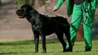 Bir kadın büyük bir Cane Corso 'nun siyah köpeğini eğitir. Parkta yürürken köpek sahibinin emirlerine uyar.