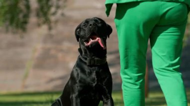 Siyah bir köpek, parkta yürürken büyük bir baston korsoya sahip. Çimen portresi üzerinde oynuyor ve dinleniyor.