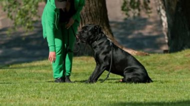 Bir kadın büyük bir Cane Corso 'nun siyah köpeğini eğitir. Parkta yürürken köpek sahibinin emirlerine uyar.