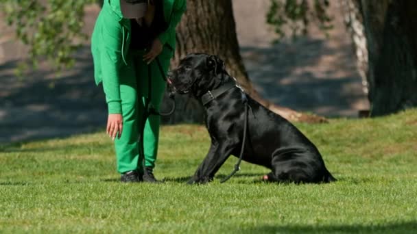 一位女士在公园里散步时训练了一只大犬科动物的黑狗 这只黑狗听从主人的命令 — 图库视频影像