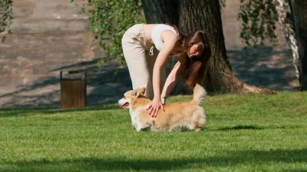 一个小女孩在公园里训练了一只科吉犬 这只狗服从了主人的命令 坐下来称赞它走着大自然 — 图库视频影像