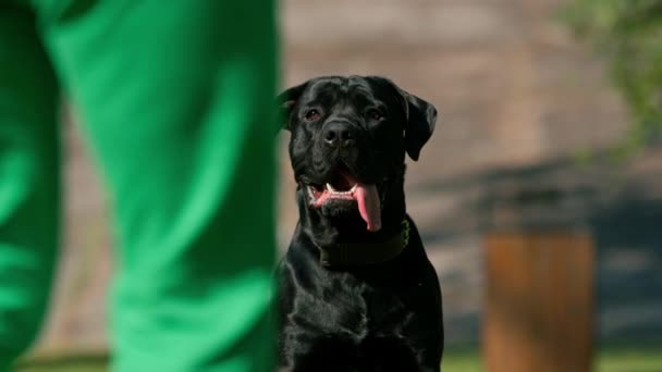 Ein Schwarzer Hund Einer Großen Rasse Korso Auf Einem Spaziergang — Stockvideo