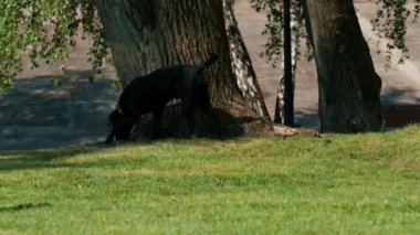 Büyük bir cins Cane Corso köpeği eğitim parkında yürürken bir eğitmene saldırır ve bir kadını ısırmak ister.