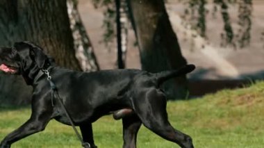Büyük bir cins Cane Corso köpeği eğitim parkında yürürken bir eğitmene saldırır ve bir kadını ısırmak ister.