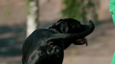 İtaatkar bir köpek, büyük bir değnek soyundan, antrenman parkında yürüyüş yaparken eğitmenine emirler yağdırır.