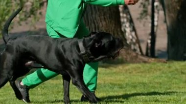Büyük bir cins Cane Corso köpeği eğitim parkında yürürken bir eğitmene saldırır ve bir kadını ısırmak ister.