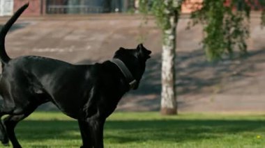 İtaatkar bir köpek, büyük bir değnek soyundan, antrenman parkında yürüyüş yaparken eğitmenine emirler yağdırır.