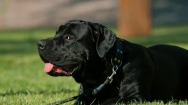 Siyah bir köpek, parkta yürürken büyük bir baston korsoya sahip. Çimen portresi üzerinde oynuyor ve dinleniyor.