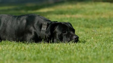 İtaatkar bir köpek, büyük bir değnek soyundan, antrenman parkında yürüyüş yaparken eğitmenine emirler yağdırır.