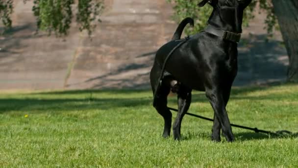 在训练场散步时 一只体形庞大 体弱多病 听话的狗与训导员一起操练 — 图库视频影像