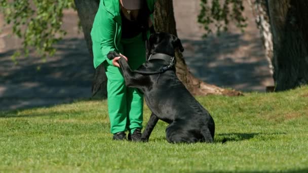 一位女士在公园里散步时训练了一只大犬科动物的黑狗 这只黑狗听从主人的命令 — 图库视频影像