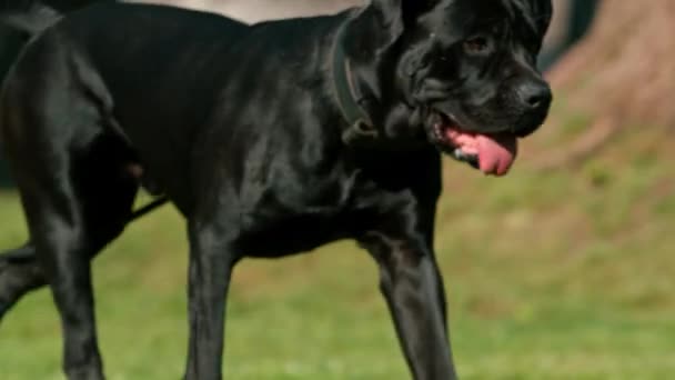 Женщина Тренирует Черную Собаку Большой Породы Тростника Корсо Прогулке Парке — стоковое видео