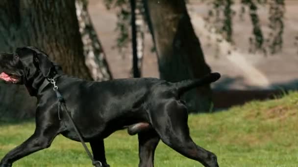 Stor Ras Cane Corso Hund Promenad Träningspark Attackerar Tränare Och — Stockvideo