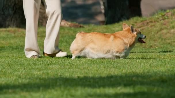 かわいい遊び心のあるふわふわの悪いコルジ犬は夏のオーナーが彼を叱る公園の散歩中に芝生に転がります — ストック動画