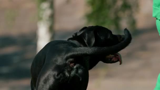 Posłuszny Pies Dużej Rasy Trzcinowego Corso Spacerze Parku Treningowym Ćwiczy — Wideo stockowe
