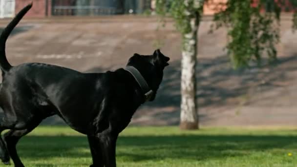 在训练场散步时 一只体形庞大 体弱多病 听话的狗与训导员一起操练 — 图库视频影像